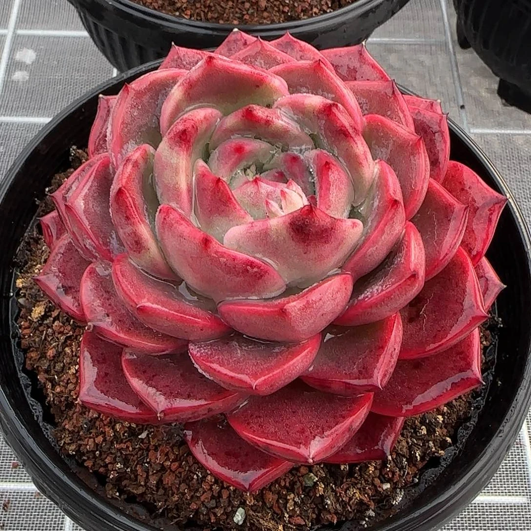 从前慢花园精选0121-东云新品