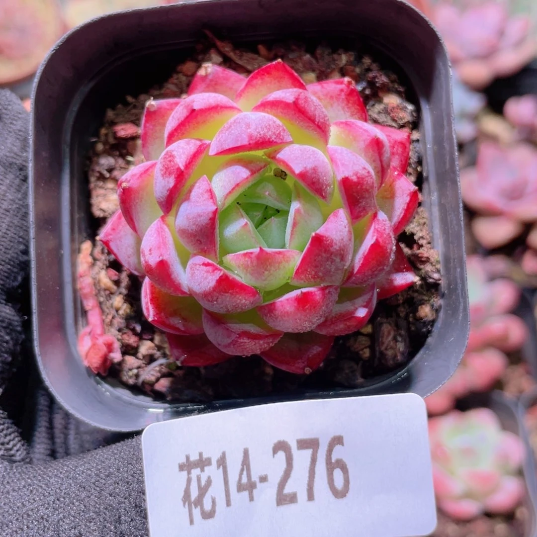 花利美14-276女王