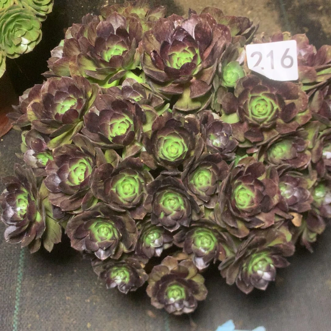 216黑魔多多肉植物