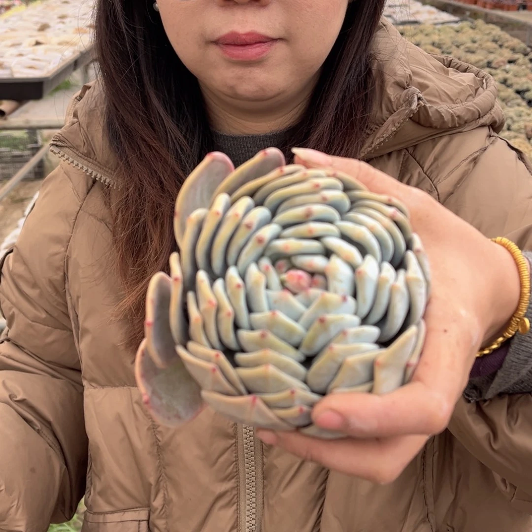 蚊***味叠叶橙梦露50一物一拍