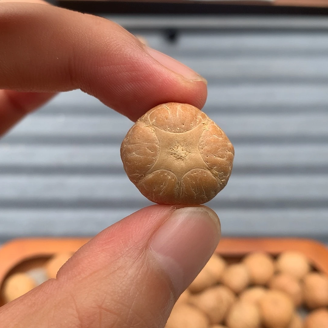 凤眼菩提吊坠21.5mm五星，非质量问题开孔不退