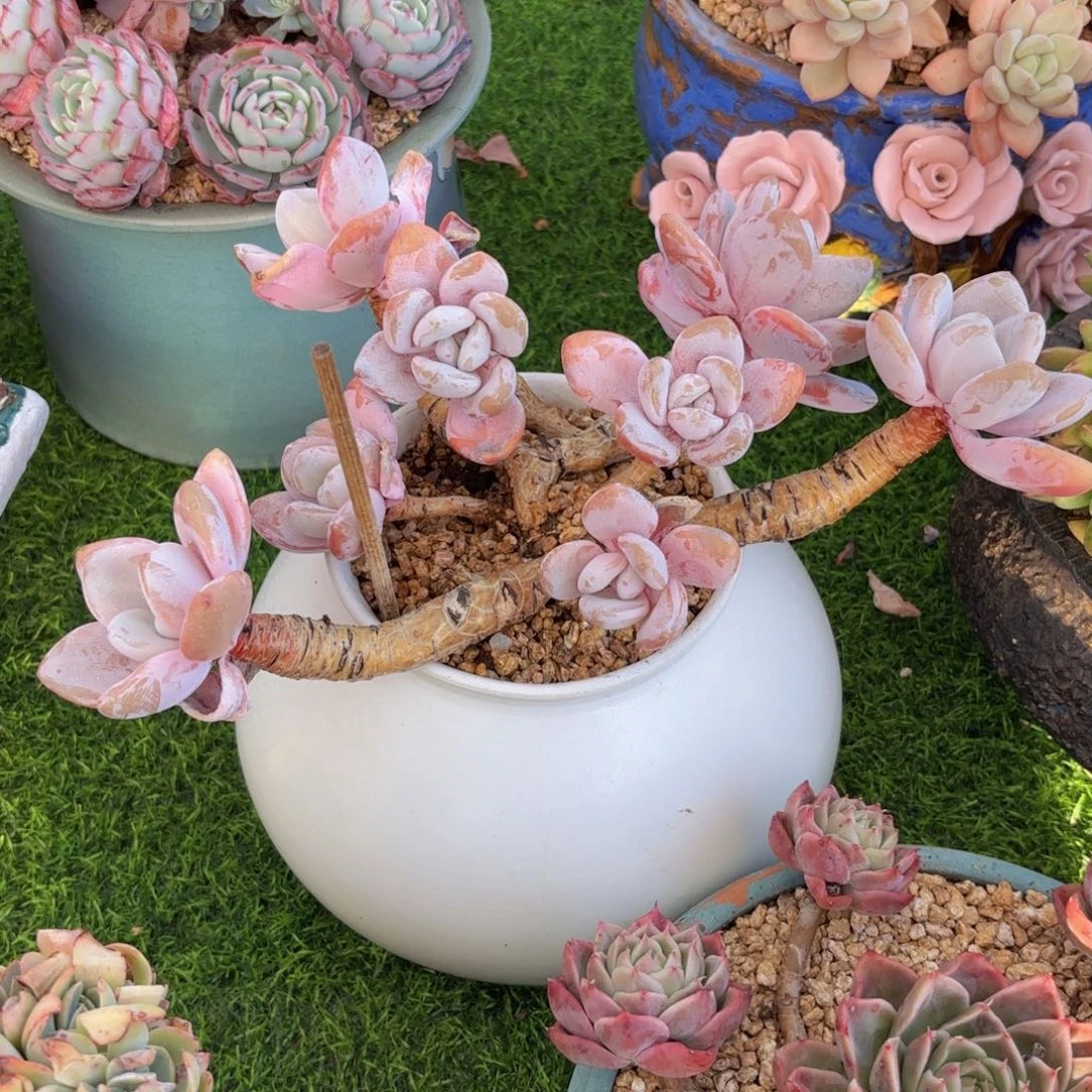 一物一拍，粉兔飘枝