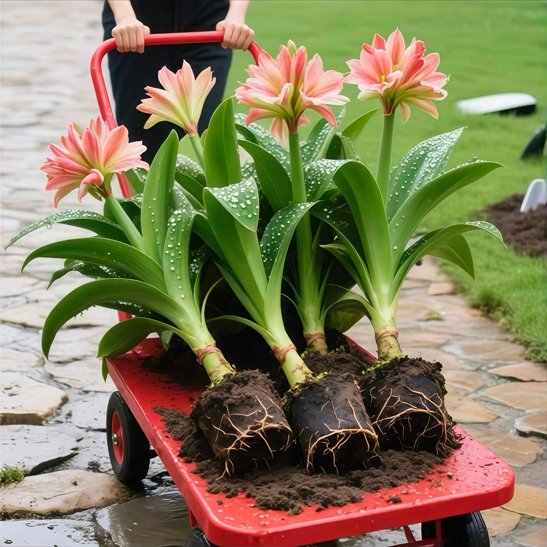 新品【橙黄】君子兰盆栽花卉阳台四季办公室浓香型室内绿植好养活