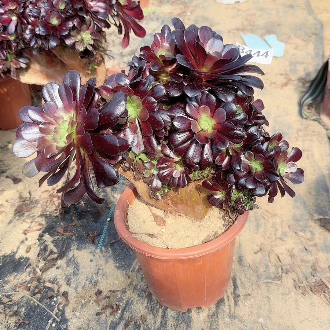 444欧紫一颗呀呀