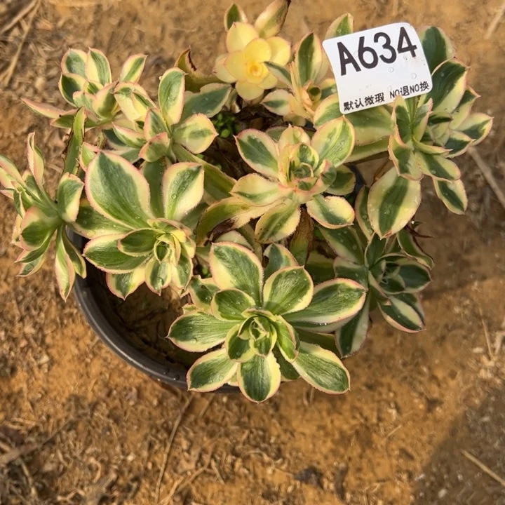艳姿多肉植物634.