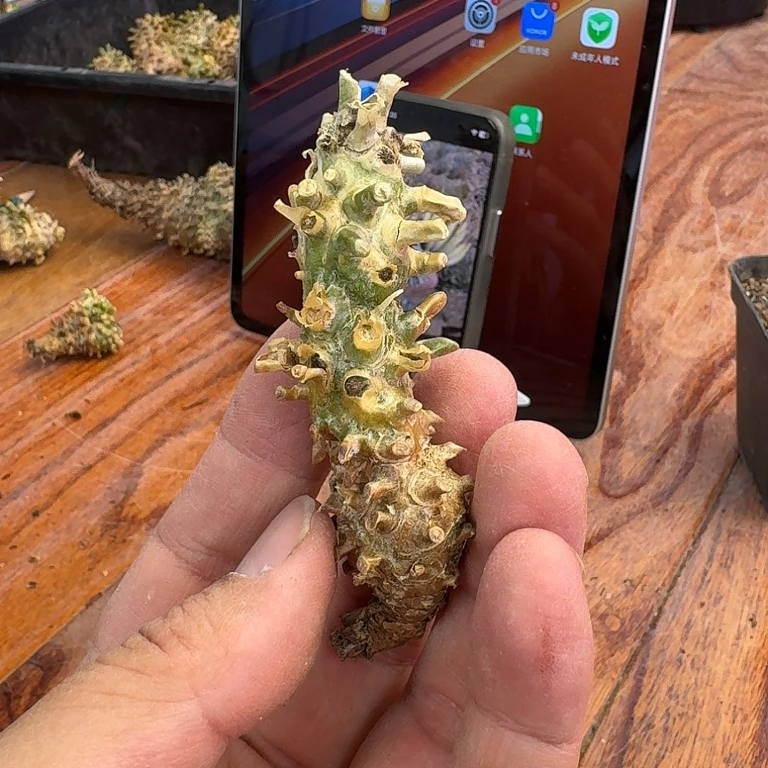 苏瑟兰钟馗奇峰锦4-1