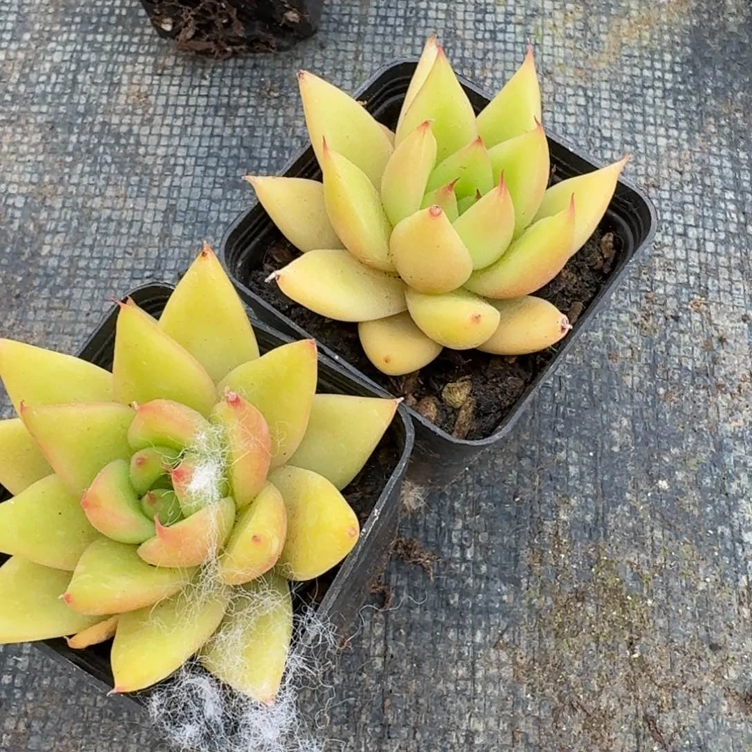 kk东云两颗量拍18-65