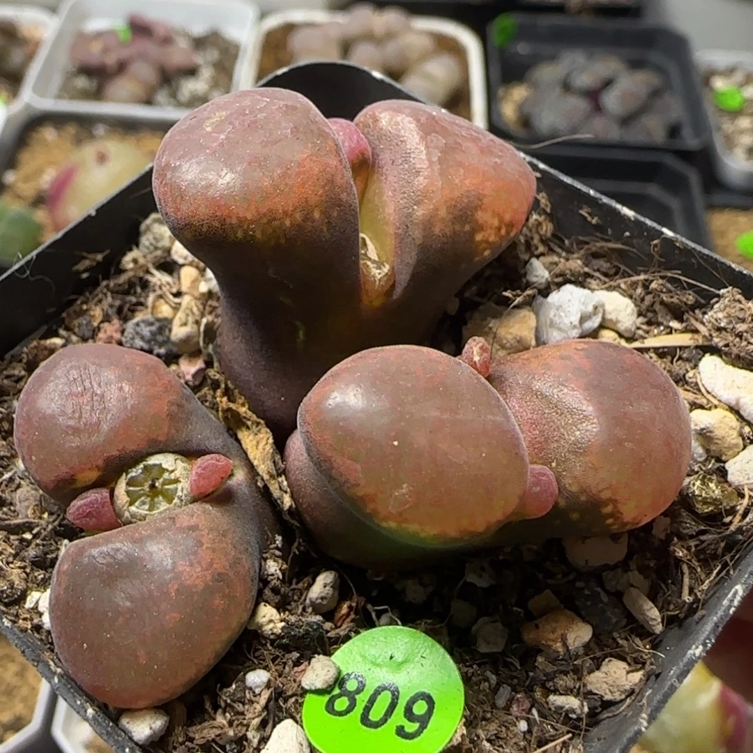 巨无霸三头2.8多肉809