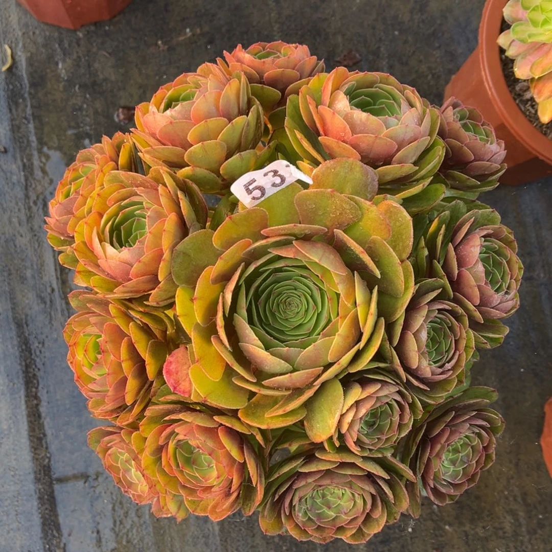 【闪购商品】万圣节533多肉