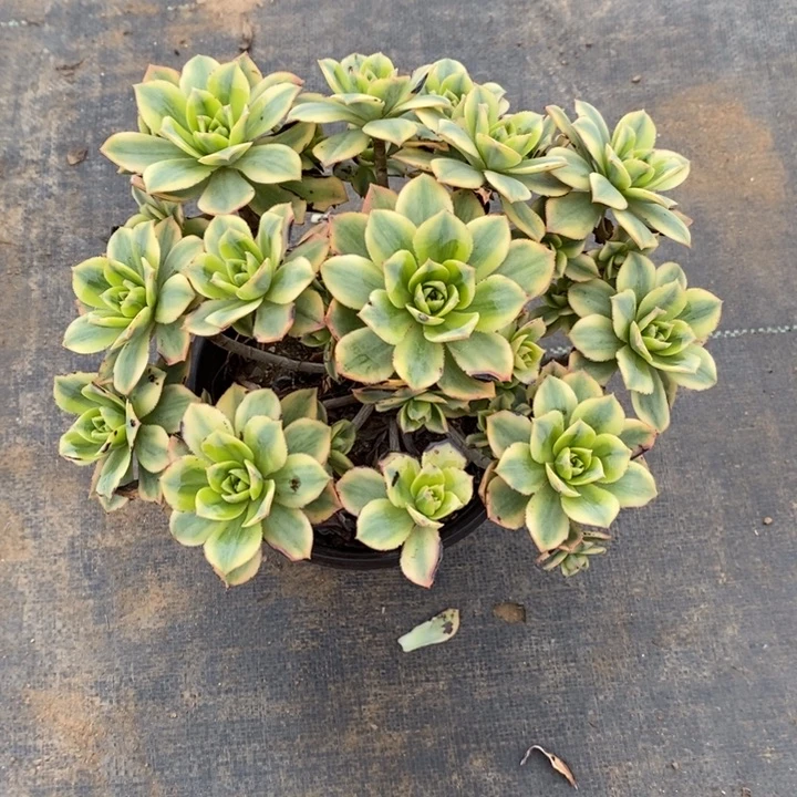 星爆60多肉植物法师法师