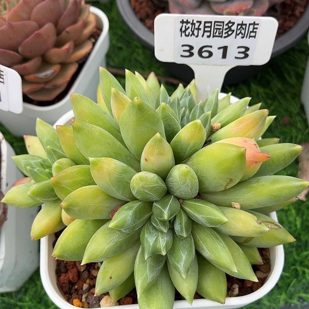 多肉植物3613 一定要拍个冷链哦