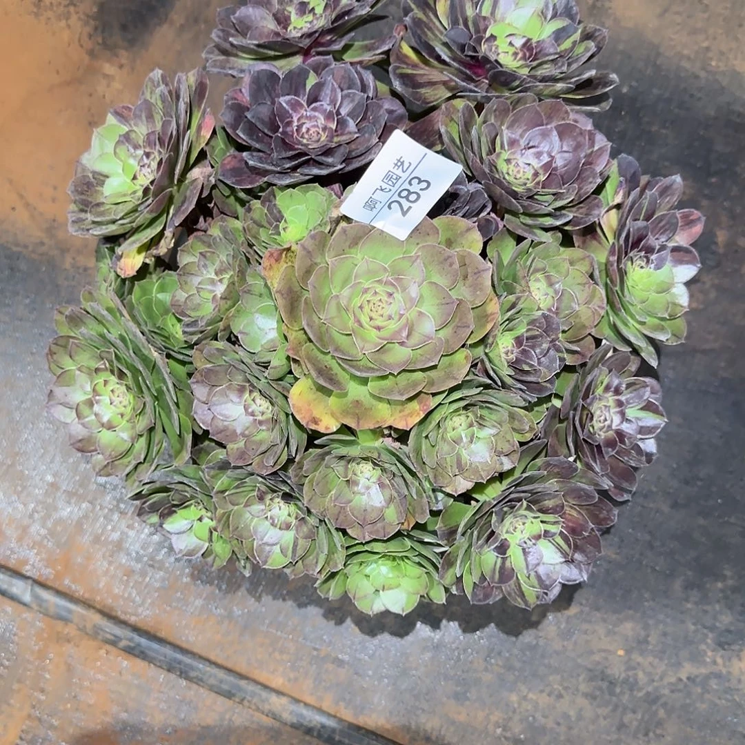 283多肉 花月夜福利