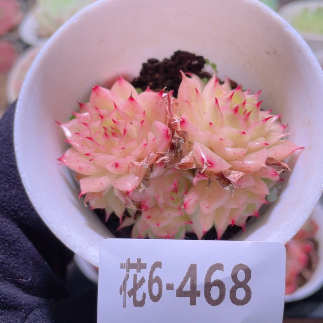 花利美6-468麦秆群