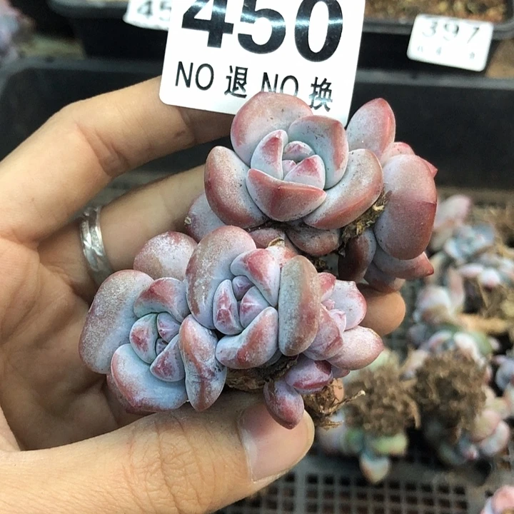 星影石榴籽福利出咯 450