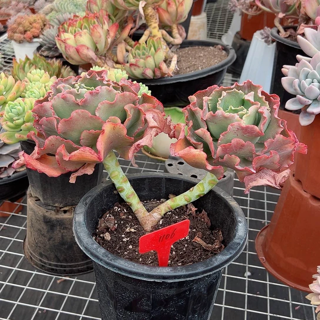 有**得1106婚纱多肉植物