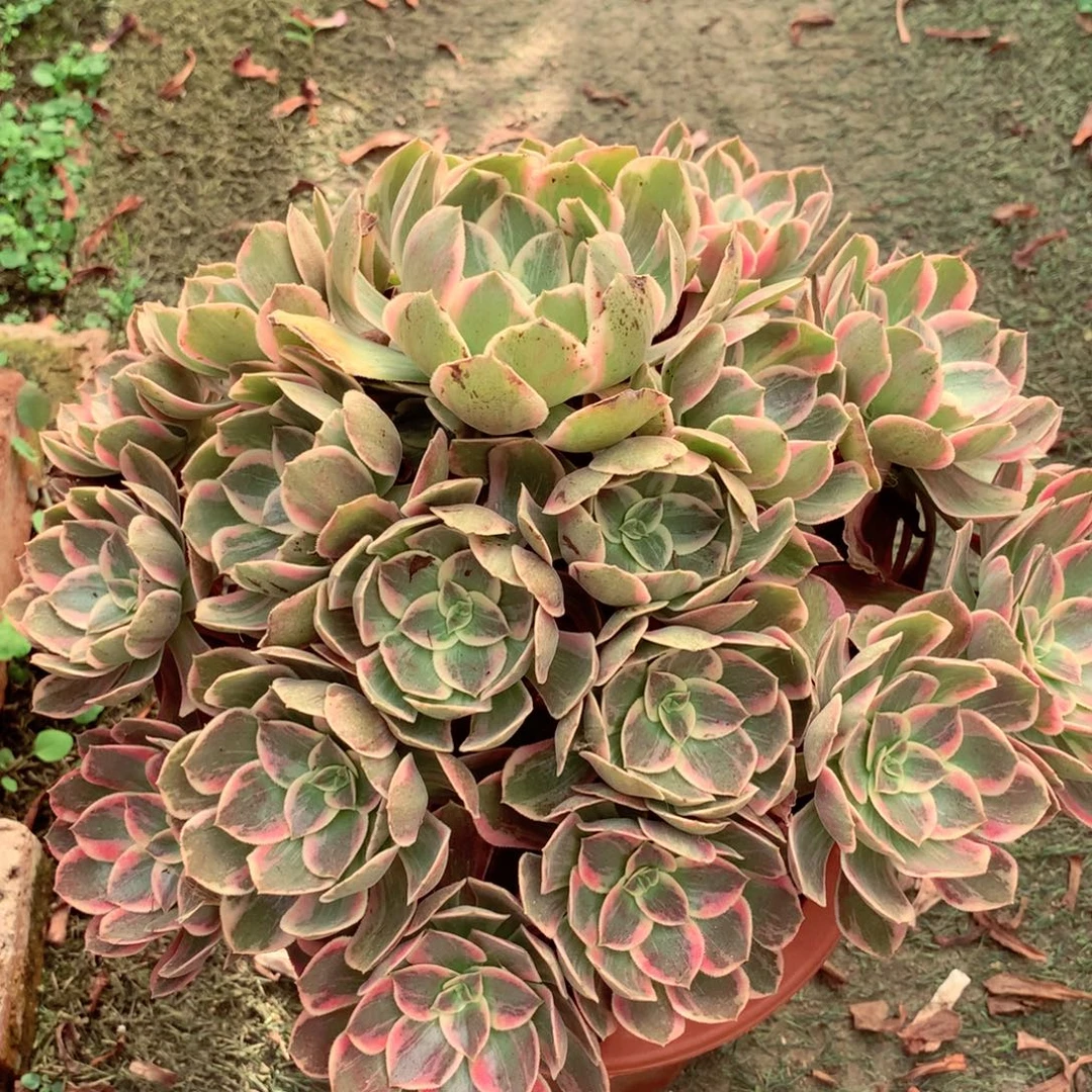 浣纱捧花，两颗包邮