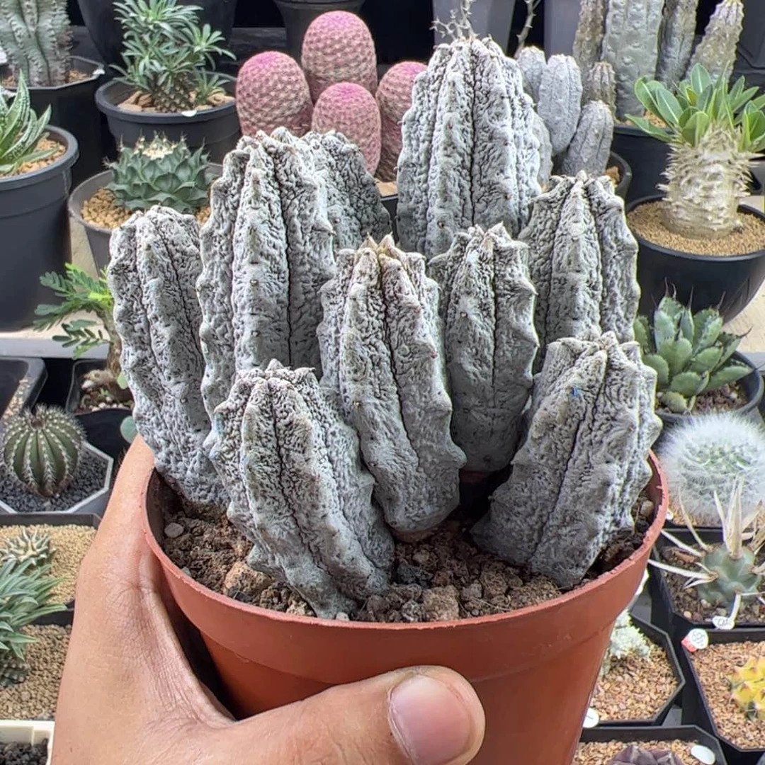 水泥柱群一物一拍带盆发