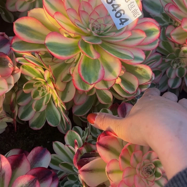 3464南荔枝多肉植物