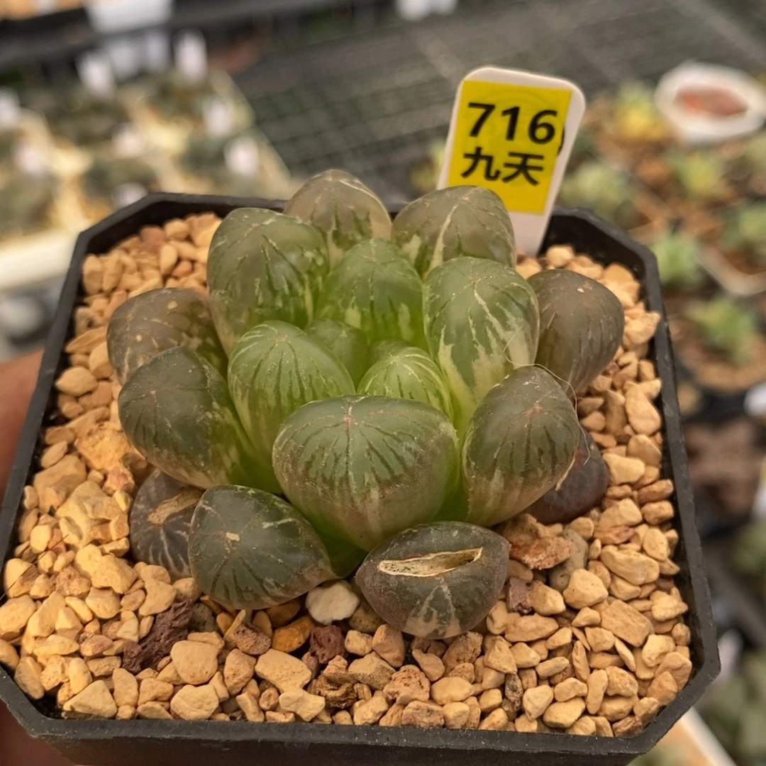 716号塑料皮玉露锦带盆