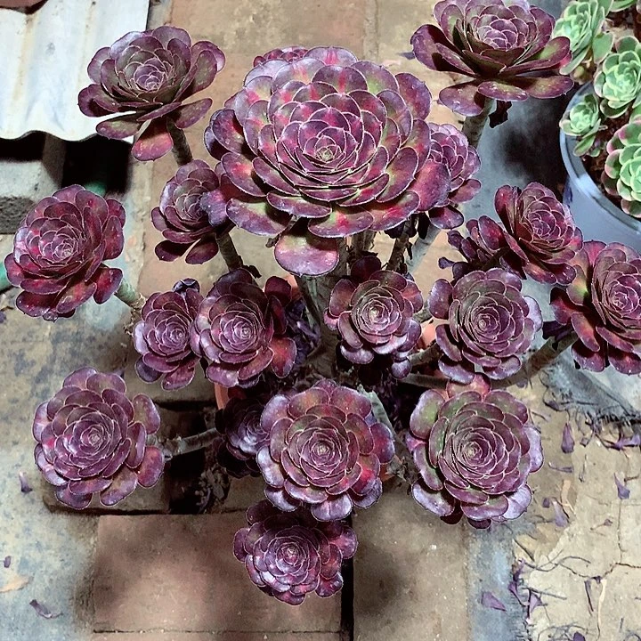 厚圆叶晚霞，多肉植物
