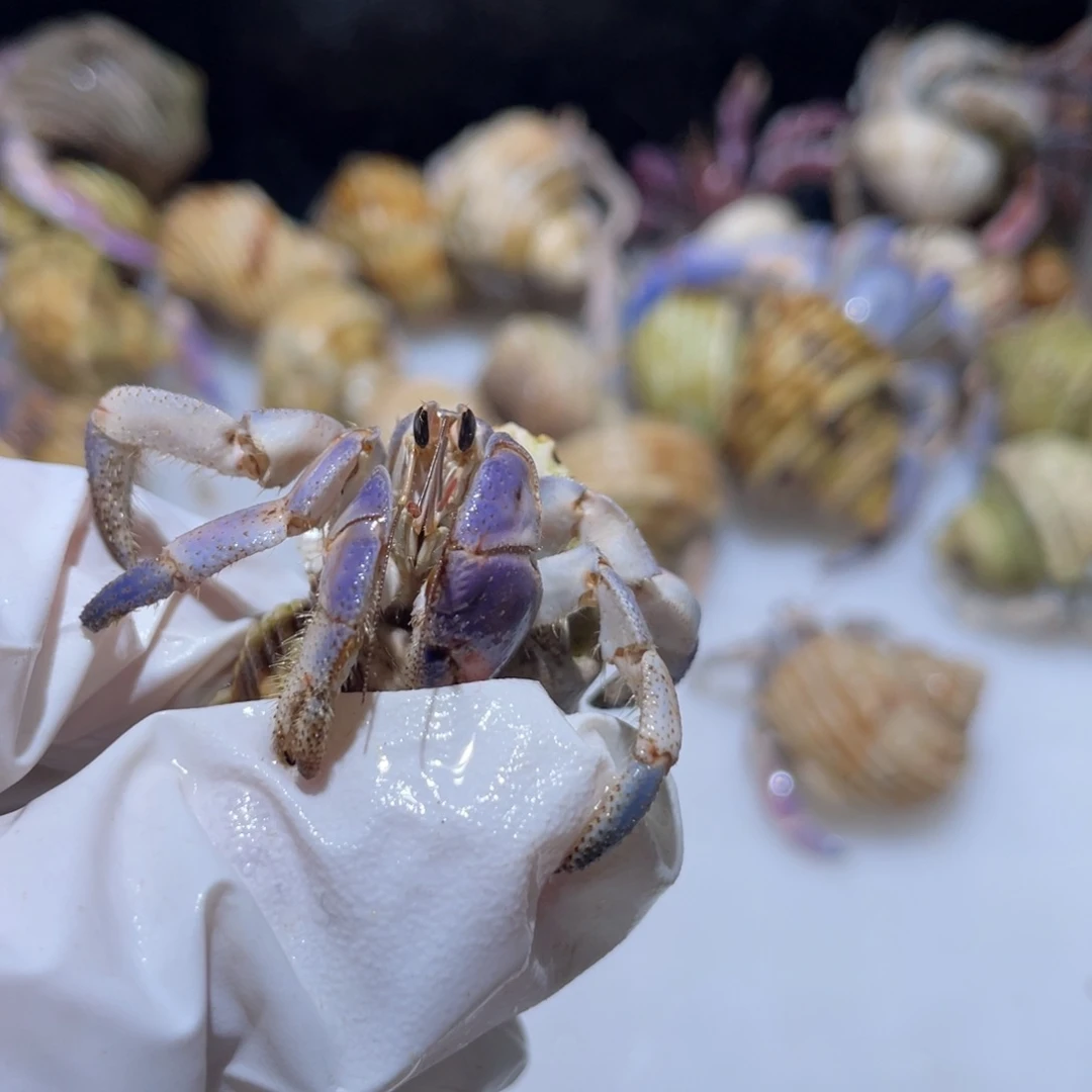 F6 紫陆蓝白色1.6口