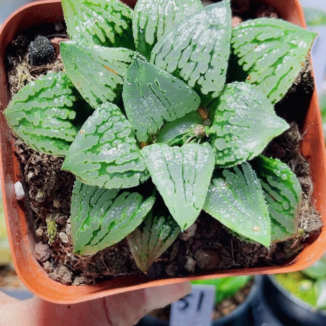 马丽丽女王多肉植物