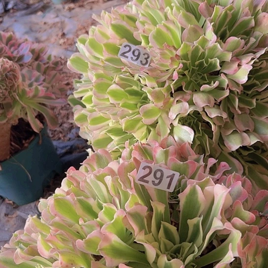 朵***多肉植物两个白凤