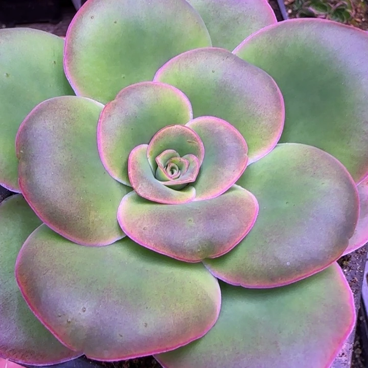 白***饼福利2556856866568568866665