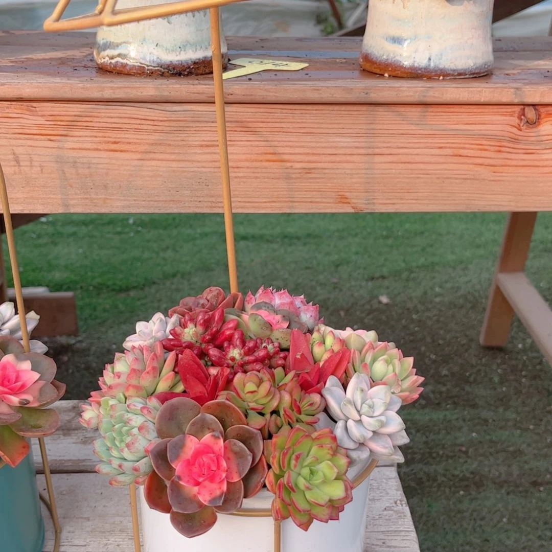 雨伞花园多肉植物