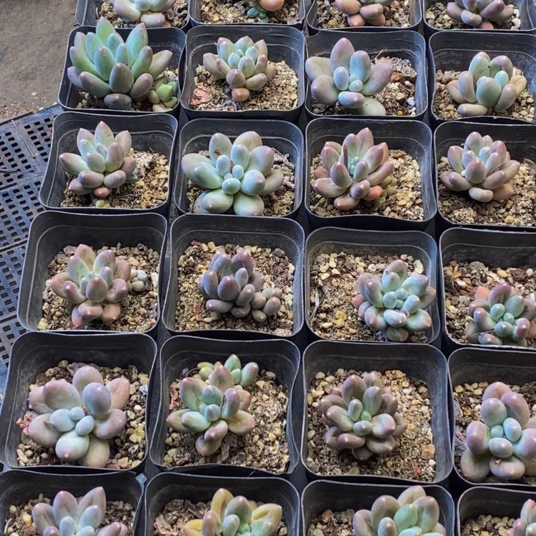 735多肉植物保护研究所两