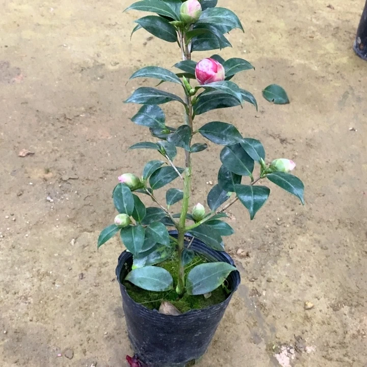 友之浦 一物一拍