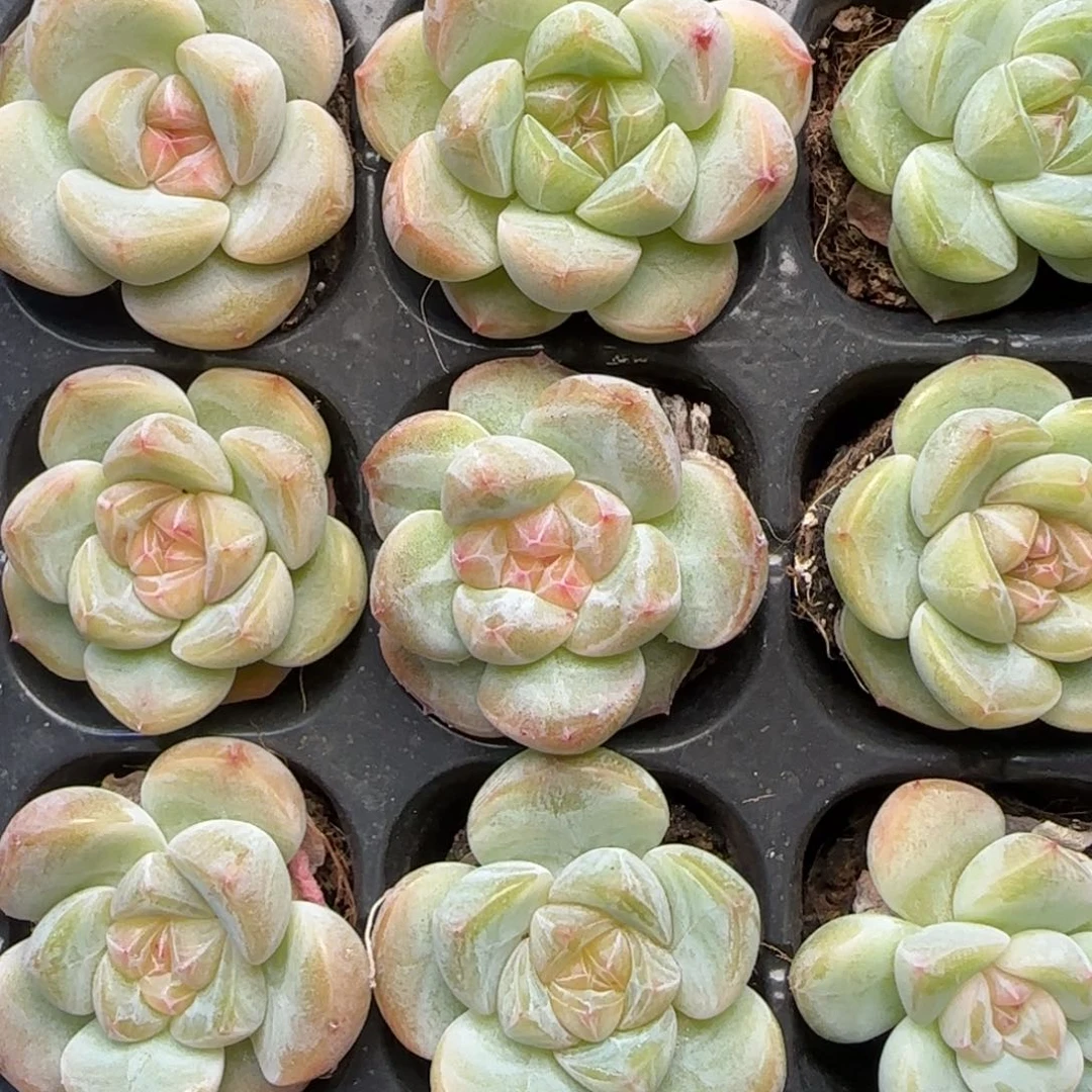 【满39包哟非偏远】833九棵