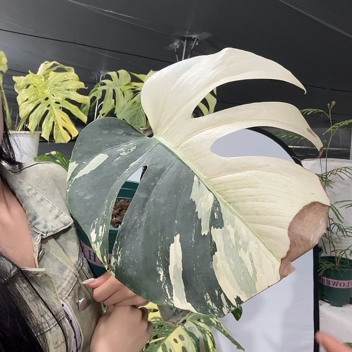 我***我无花朵薄荷单叶m1