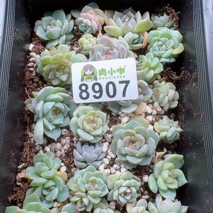 蓝****多肉植物多肉植物