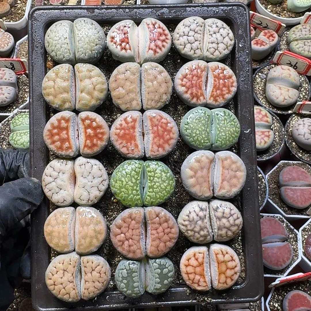 尹***◍生石花111111。   213