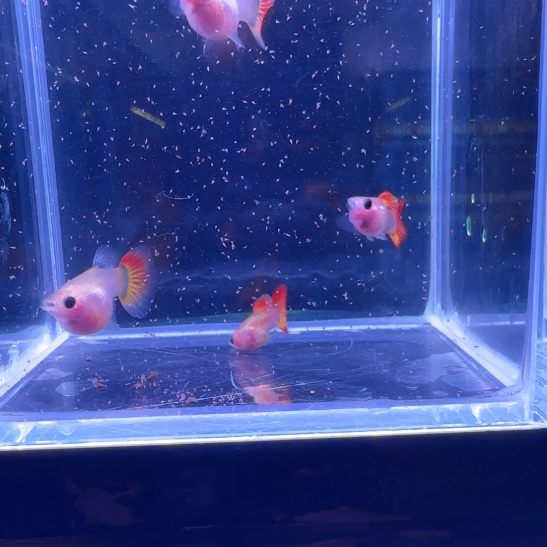 红***娜海水球122355688球