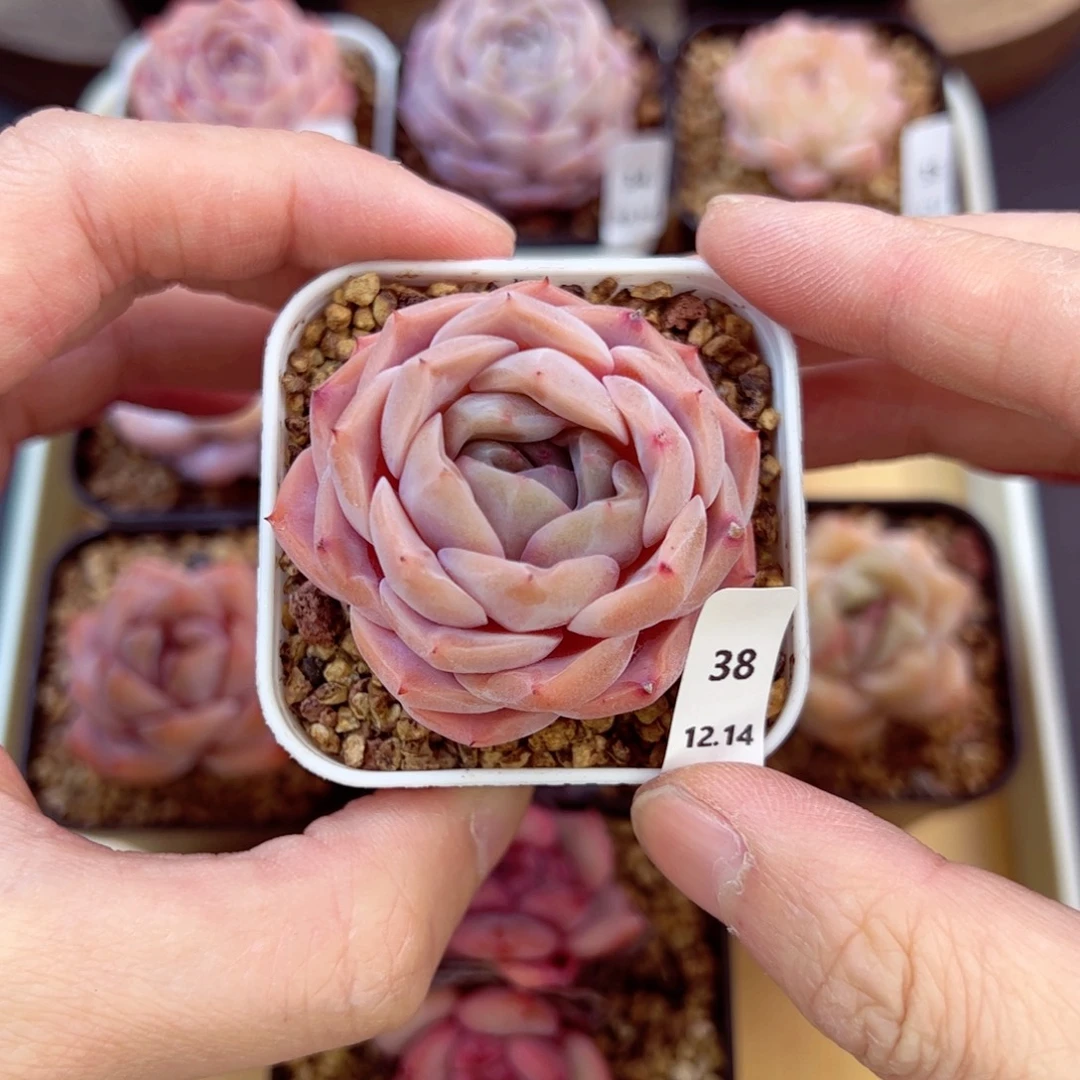 好好看38、哈哈哈哈