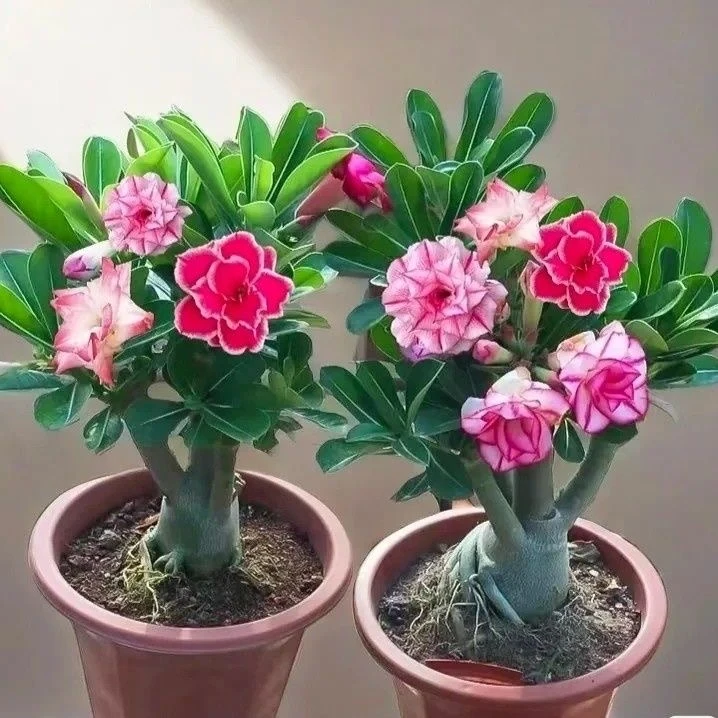 重瓣沙漠之花天宝花玫瑰老桩耐寒耐热阳台庭院