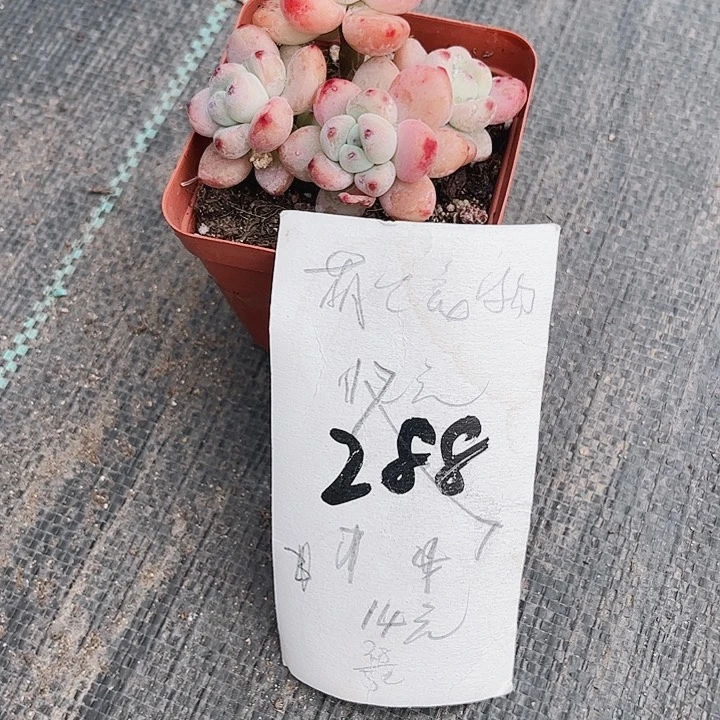 星**✨288密密麻麻密密麻麻