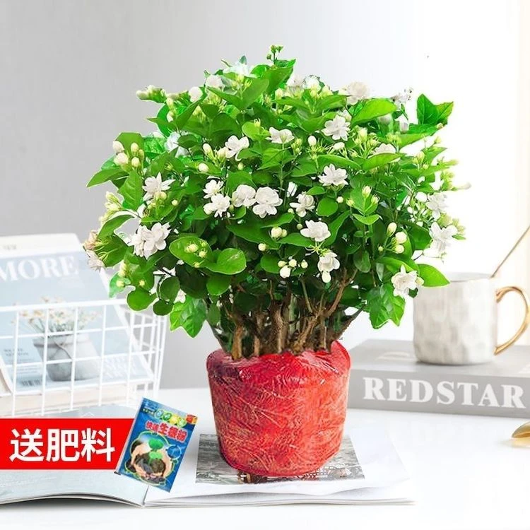 茉莉花盆栽四季开花重瓣浓香不断好养室内外阳台庭院好养驱蚊绿植