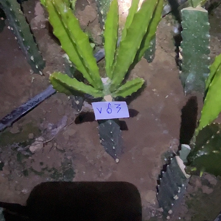 用***8V63嫁接鼠尾零件XE30
