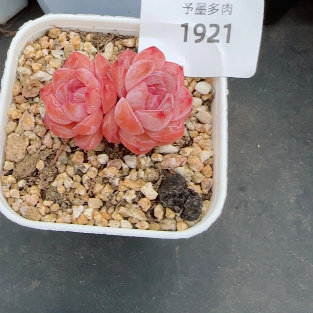 云岚，1921多肉植物