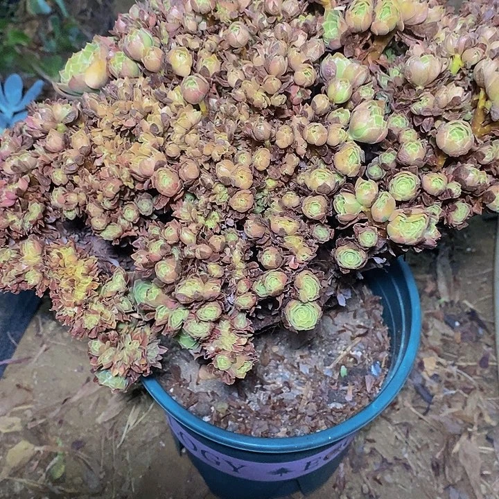 珠***玛多肉植物保护研究所
