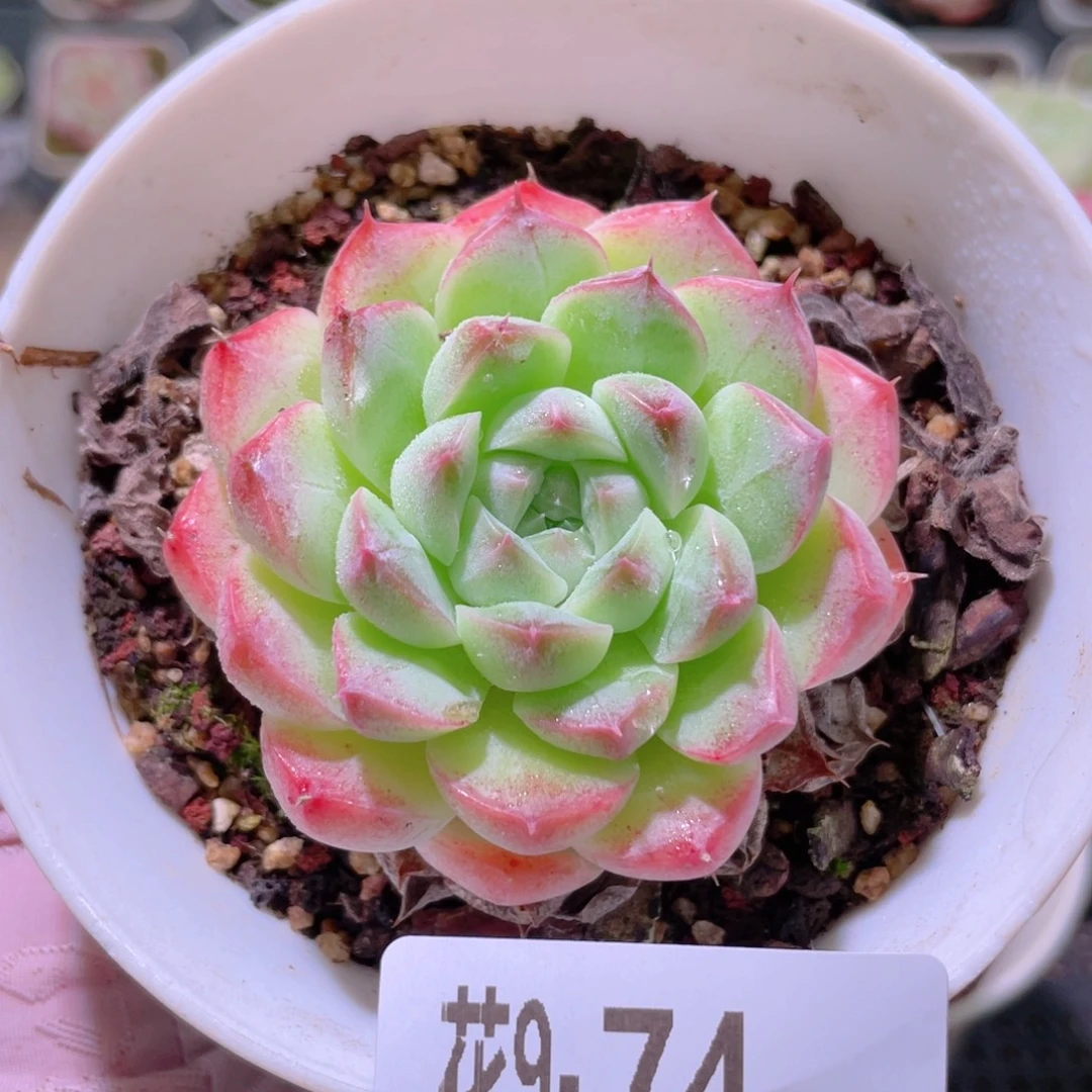 花利美9-74白桃汽水