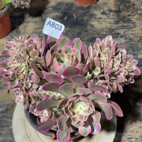 粉女巫缀一物一拍