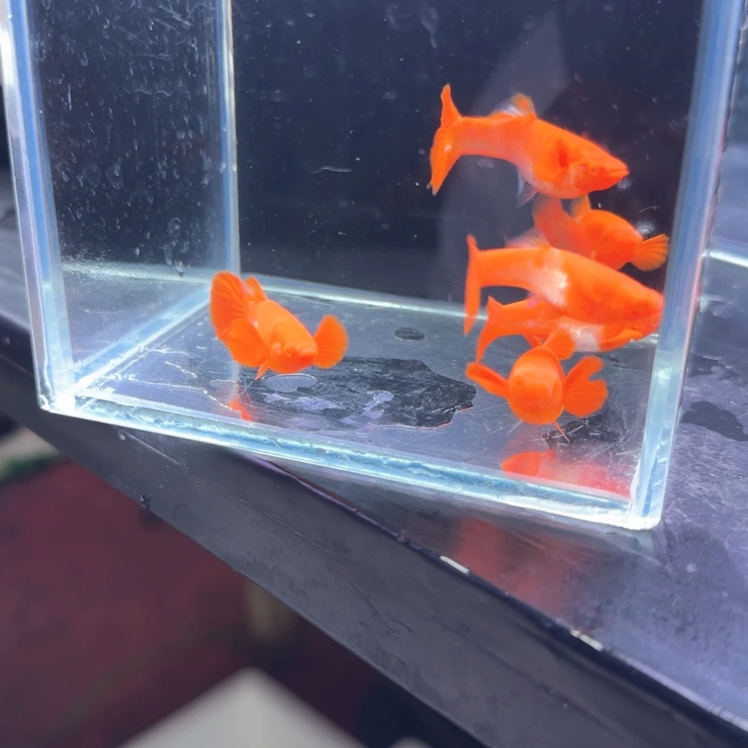 孔雀鱼鸿运分水6条