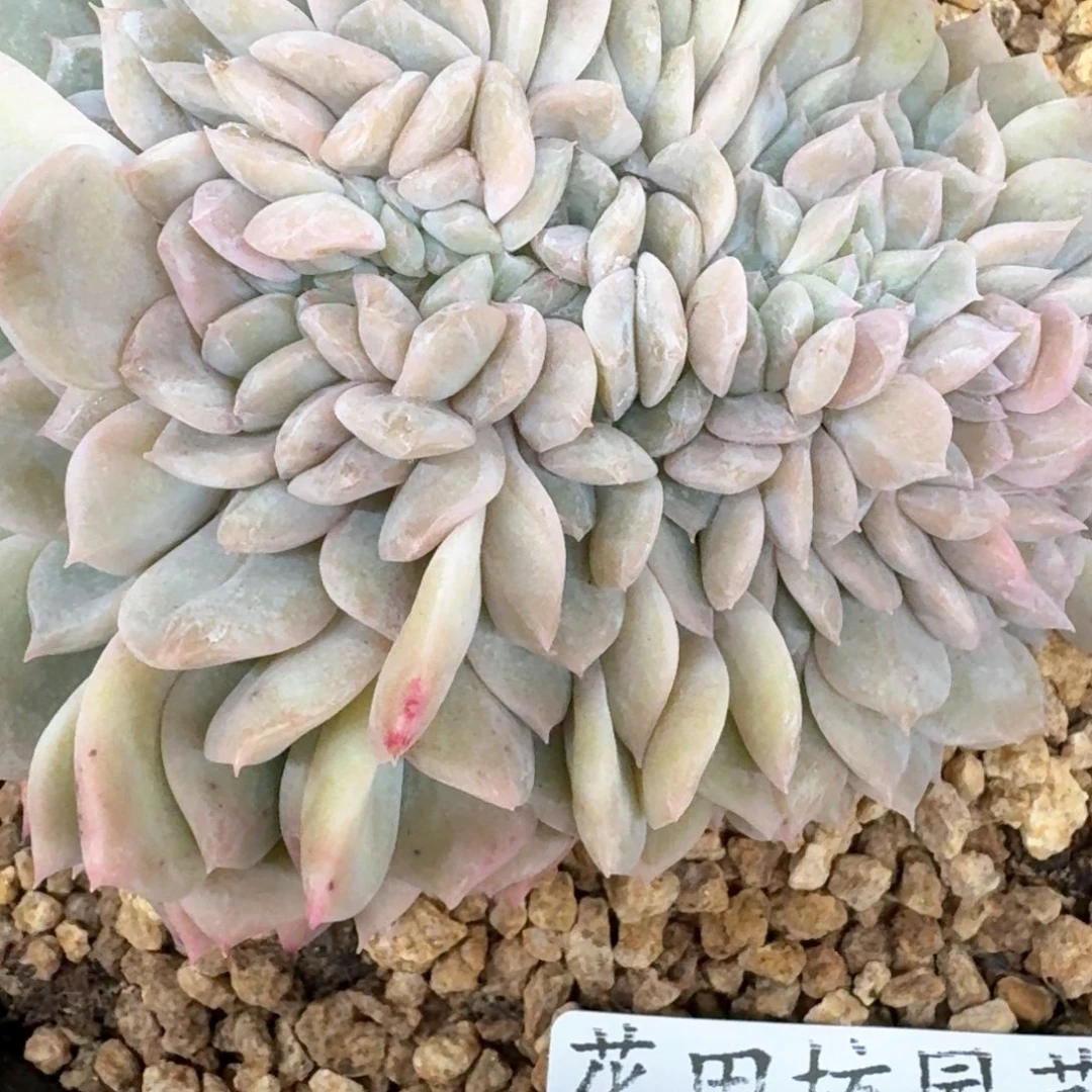 听**猫03.15冰魄缀化yi g