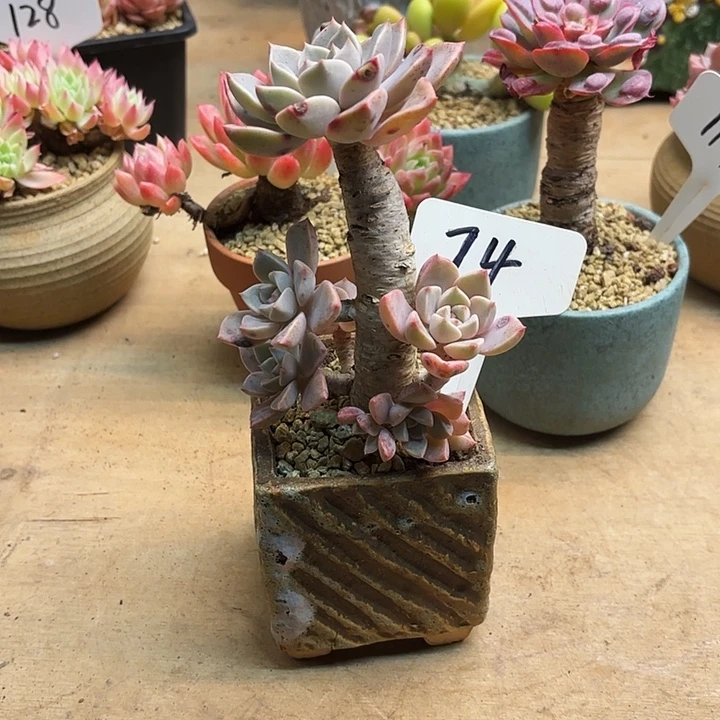 多肉植物，红粉佳人74号