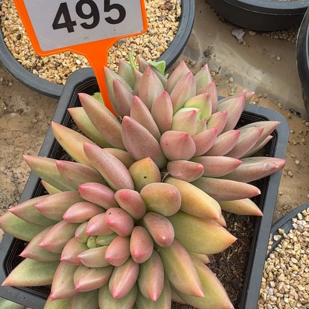 米其林一物一拍495