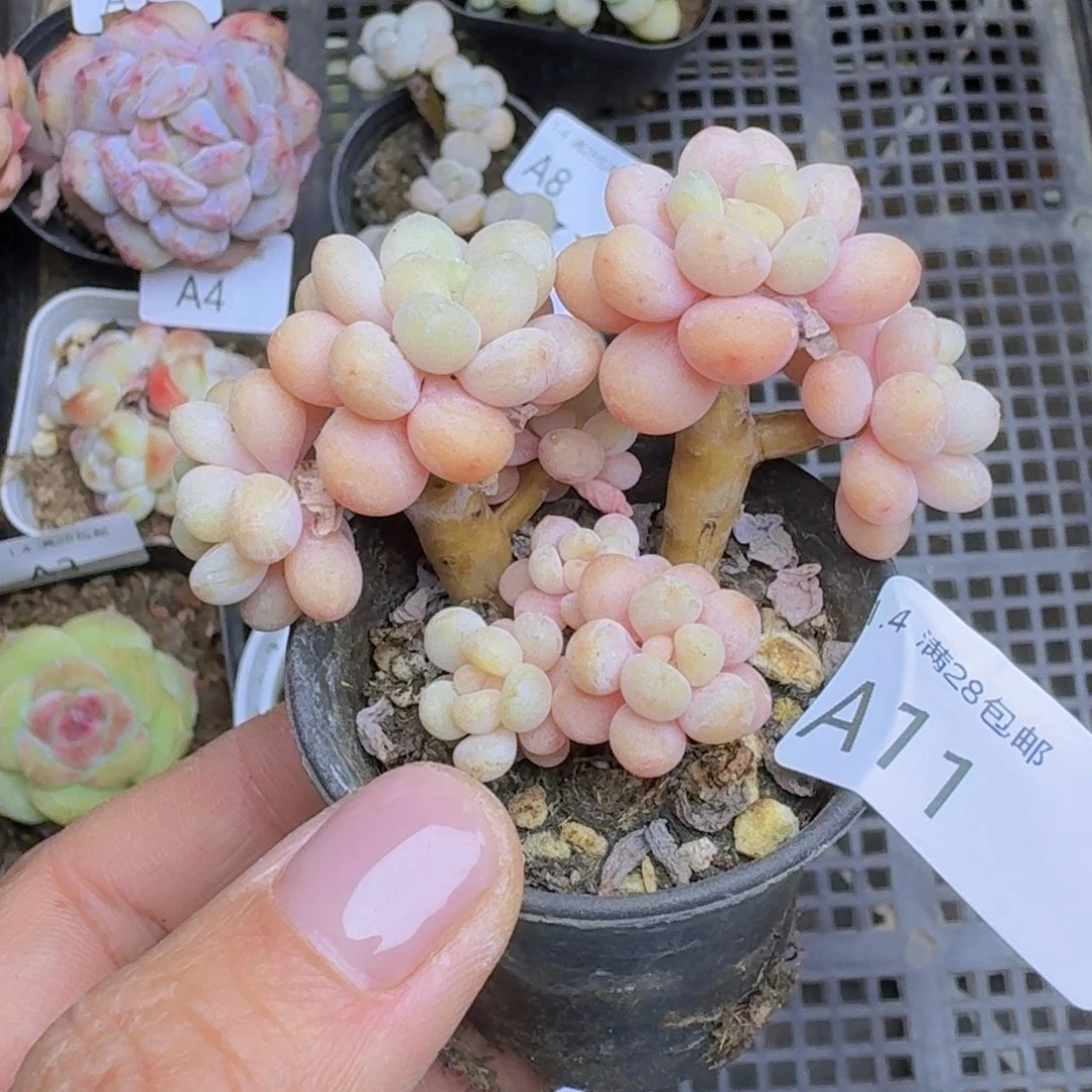 鱼子酱群一颗带盆发货